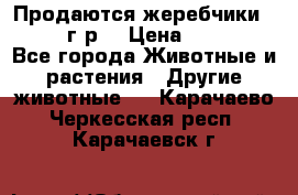 Продаются жеребчики 14,15 16 г.р  › Цена ­ 177 000 - Все города Животные и растения » Другие животные   . Карачаево-Черкесская респ.,Карачаевск г.